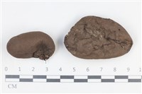 炭角菌屬藏品圖，第1張