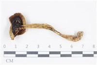 登錄號:F0038798藏品圖，第3張