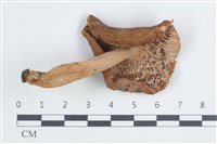 登錄號:F0038802藏品圖，第3張