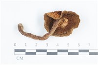 登錄號:F0038804藏品圖，第3張