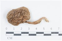 登錄號:F0038805藏品圖，第1張