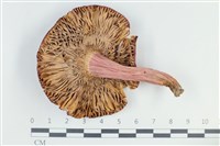 登錄號:F0038806藏品圖，第3張