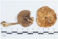 登錄號:F0038807藏品圖，第1張