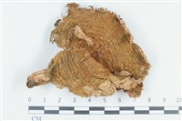 登錄號:F0038808藏品圖，第1張