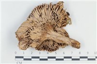 登錄號:F0038808藏品圖，第3張