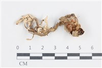 登錄號:F0038809藏品圖，第1張