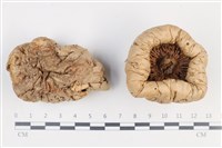 登錄號:F0038812藏品圖，第1張