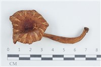 登錄號:F0038813藏品圖，第1張