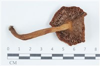 登錄號:F0038813藏品圖，第3張