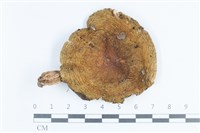 登錄號:F0038814藏品圖，第1張