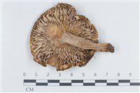 登錄號:F0038814藏品圖，第3張