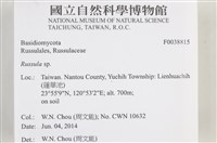 紅菇屬藏品圖，第2張