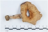 登錄號:F0038816藏品圖，第1張