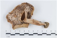 登錄號:F0038816藏品圖，第3張