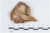 登錄號:F0038817藏品圖，第3張