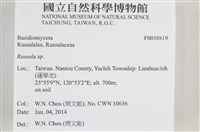 紅菇屬藏品圖，第2張