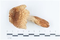 紅菇屬藏品圖，第1張