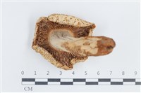 紅菇屬藏品圖，第3張