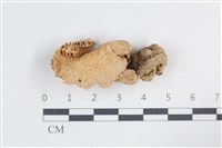 登錄號:F0038820藏品圖，第1張