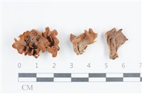 登錄號:F0038821藏品圖，第1張