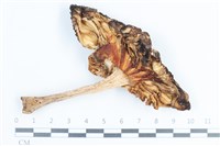 登錄號:F0038823藏品圖，第3張