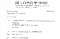 鬼傘屬藏品圖，第2張