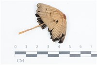 鬼傘屬藏品圖，第1張