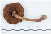 登錄號:F0038828藏品圖，第3張