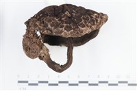 登錄號:F0038829藏品圖，第1張