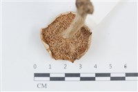 登錄號:F0038830藏品圖，第3張