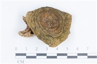 登錄號:F0038836藏品圖，第1張