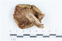 登錄號:F0038836藏品圖，第3張