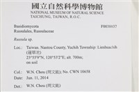 紅菇屬藏品圖，第2張