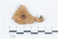 紅菇屬藏品圖，第1張