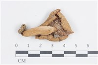 紅菇屬藏品圖，第3張