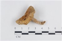 登錄號:F0038838藏品圖，第1張