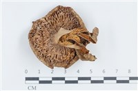 紅菇屬藏品圖，第3張