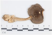 登錄號:F0038841藏品圖，第1張