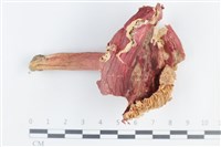 登錄號:F0038842藏品圖，第1張