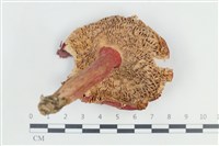 登錄號:F0038842藏品圖，第3張