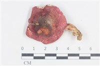 登錄號:F0038844藏品圖，第1張