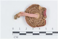 登錄號:F0038844藏品圖，第3張