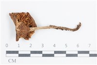 登錄號:F0038845藏品圖，第3張