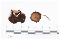 登錄號:F0038846藏品圖，第1張