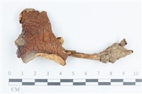 登錄號:F0038847藏品圖，第1張