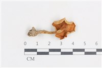 登錄號:F0038850藏品圖，第3張