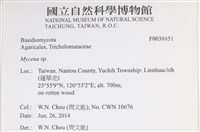 小菇屬藏品圖，第2張