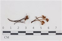 小菇屬藏品圖，第1張