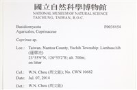 鬼傘屬藏品圖，第2張