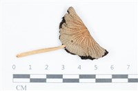 鬼傘屬藏品圖，第1張